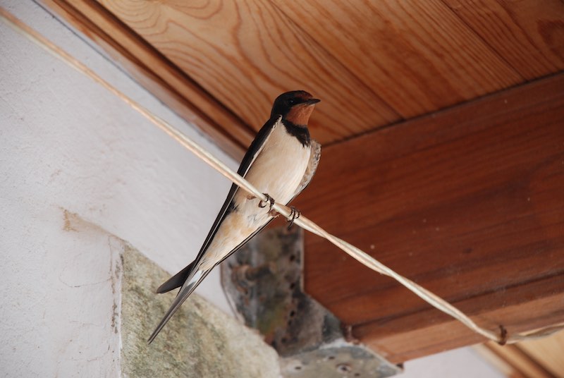 Rauchschwalbe sitzt auf einem Kabel im Traufbereich