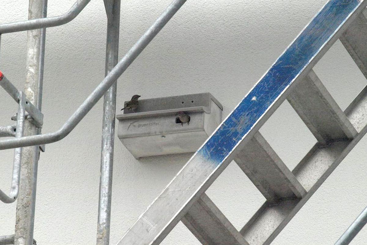 Sperlinge in Mauerseglernistkasten