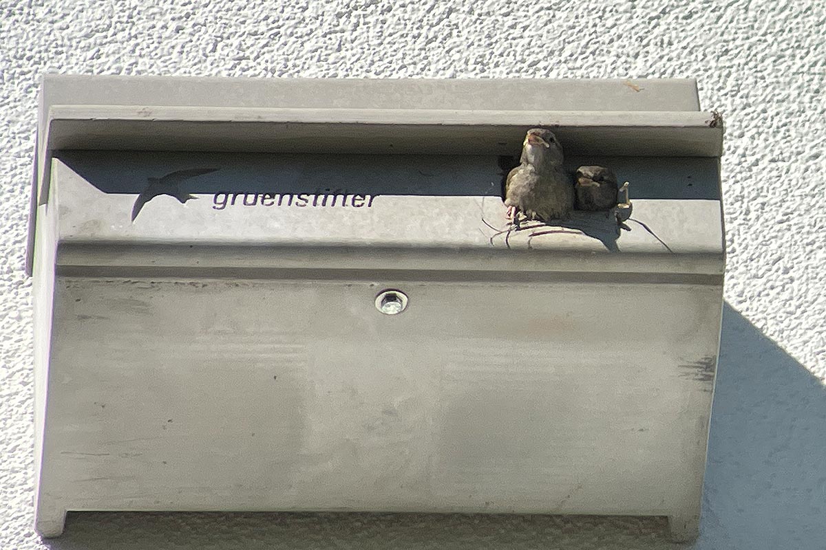 Sperlinge sitzen in Mauerseglernistkasten