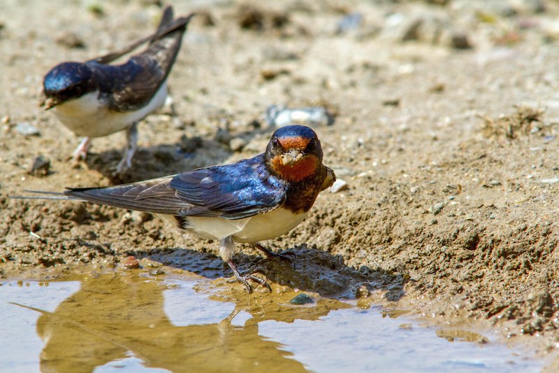 Rauchschwalbe, Hirundo rustica an einer Lehmpfuetze